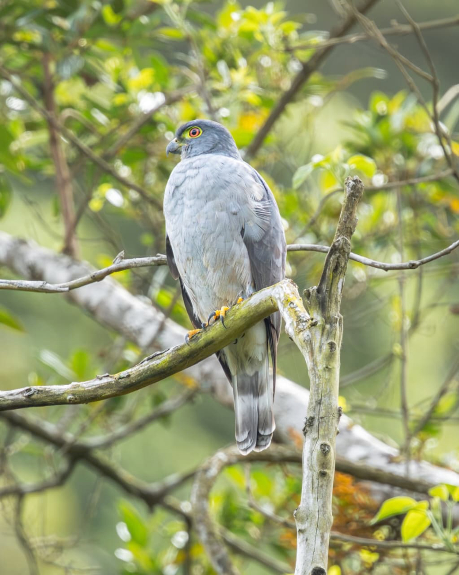 Pequeno e ágil, o gavião-bombachinha é reconhecido pelas penas que lembram uma bombacha
