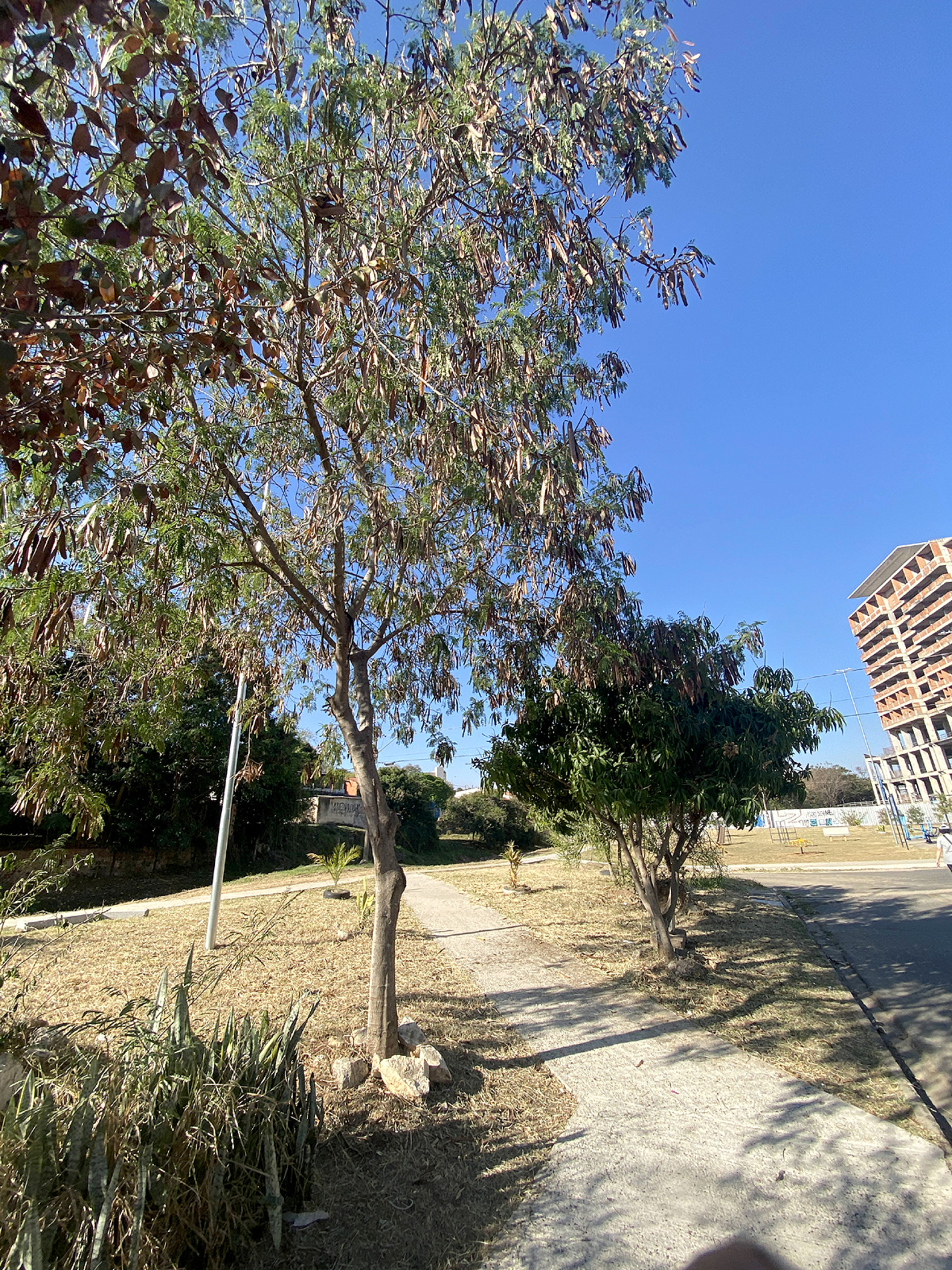 Planta impede outras de prosperarem 
