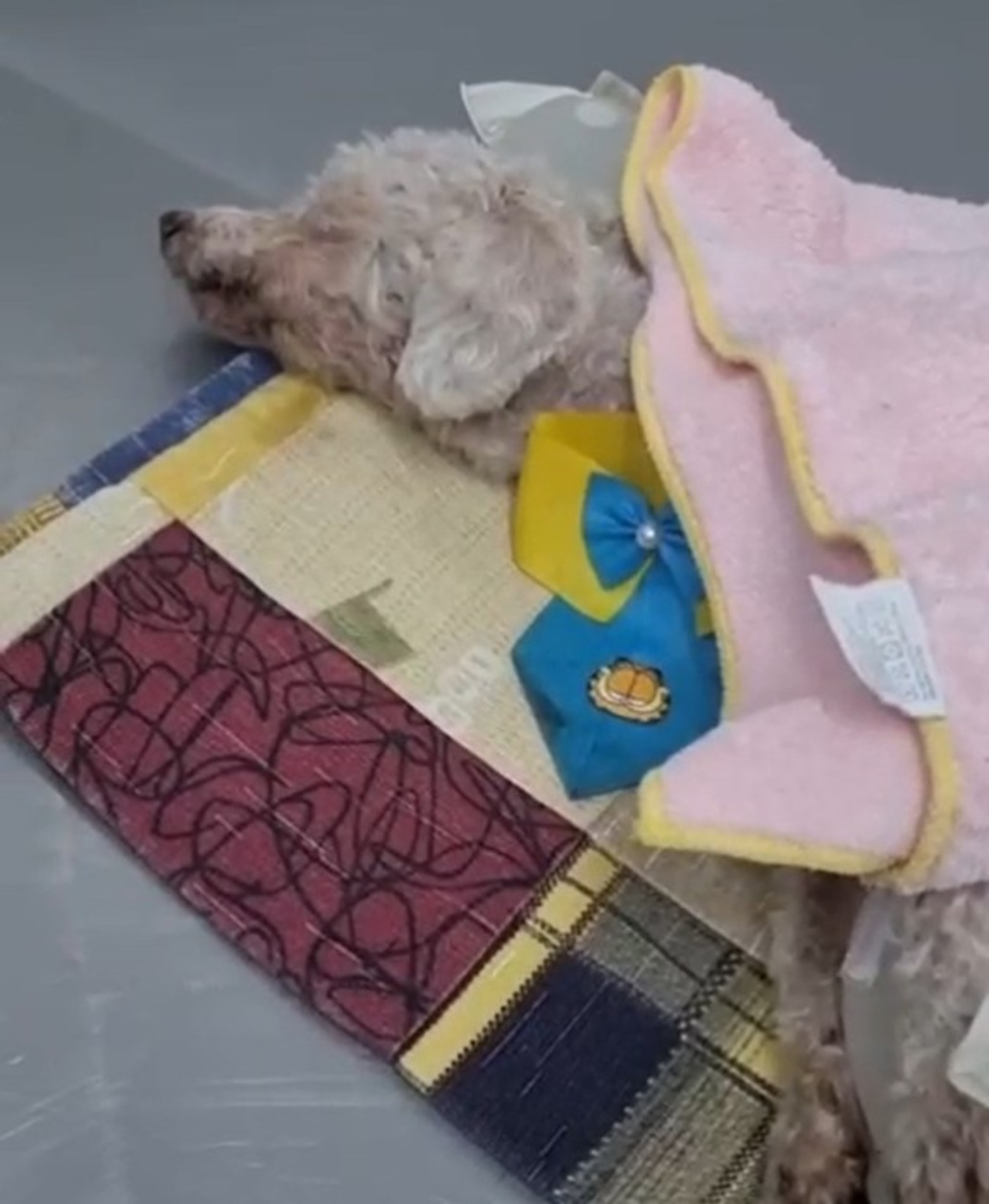 Ação ocorreu após uma denúncia feita pela Seção de Proteção e Bem-Estar Animal (SPBEA) 