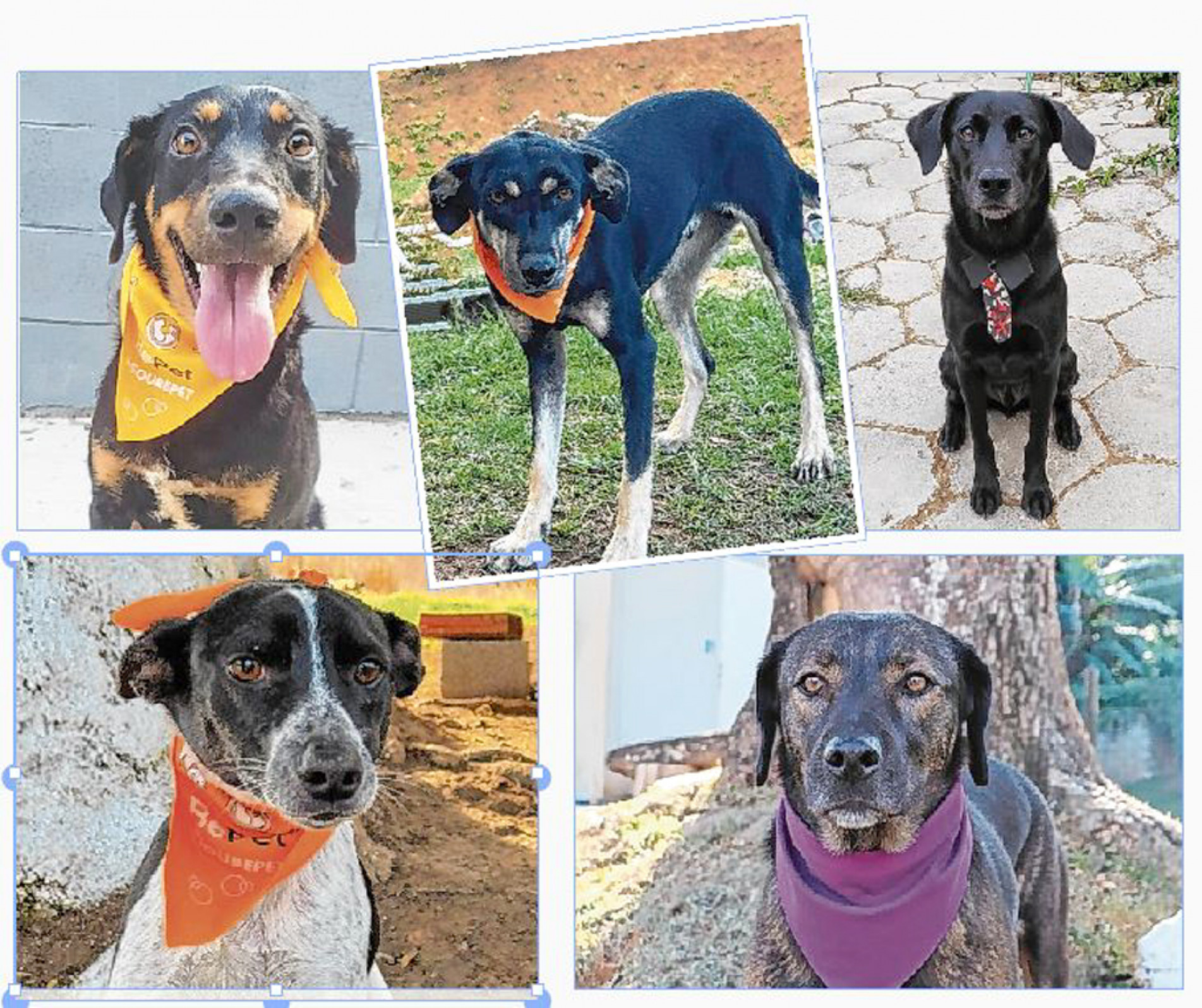 Feira de adoção será na rua João Ribeiro de Barros, 1.411, Jardim Brasilândia