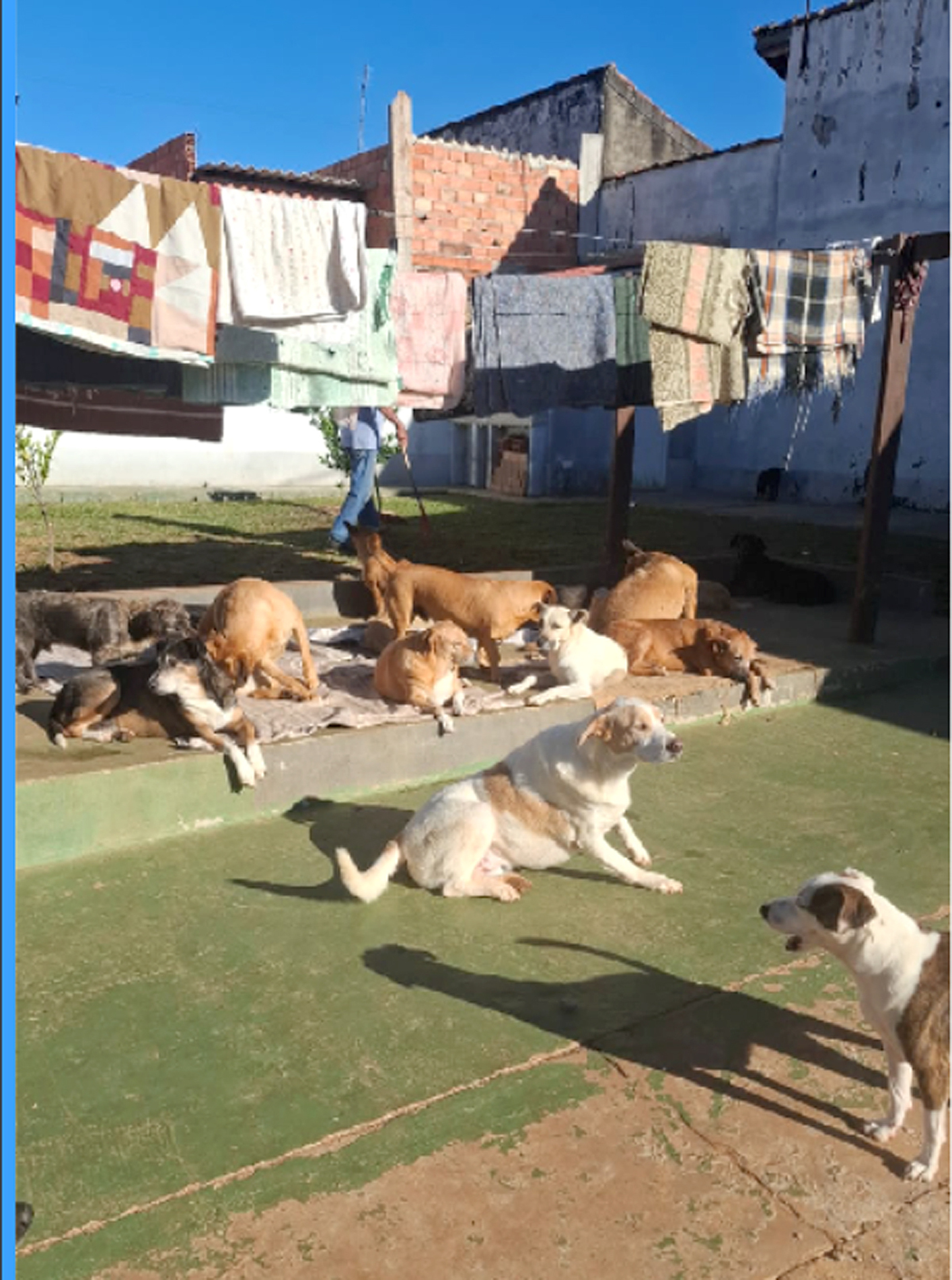 Casais chegam a acolher quase 40 animais em casa: 90 cães e gatos em situações graves resgatados só em 2024