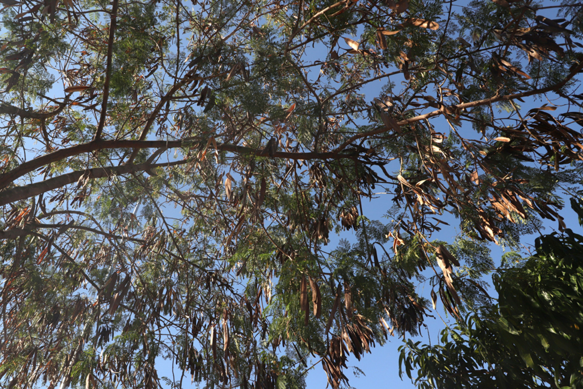 Vereadores concordaram com a remoção simplificada de árvores da espécie leucena 
