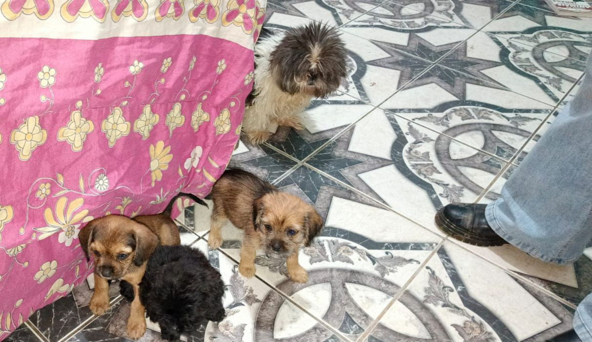 Os animais eram mantidos em um imóvel em condições deploráveis