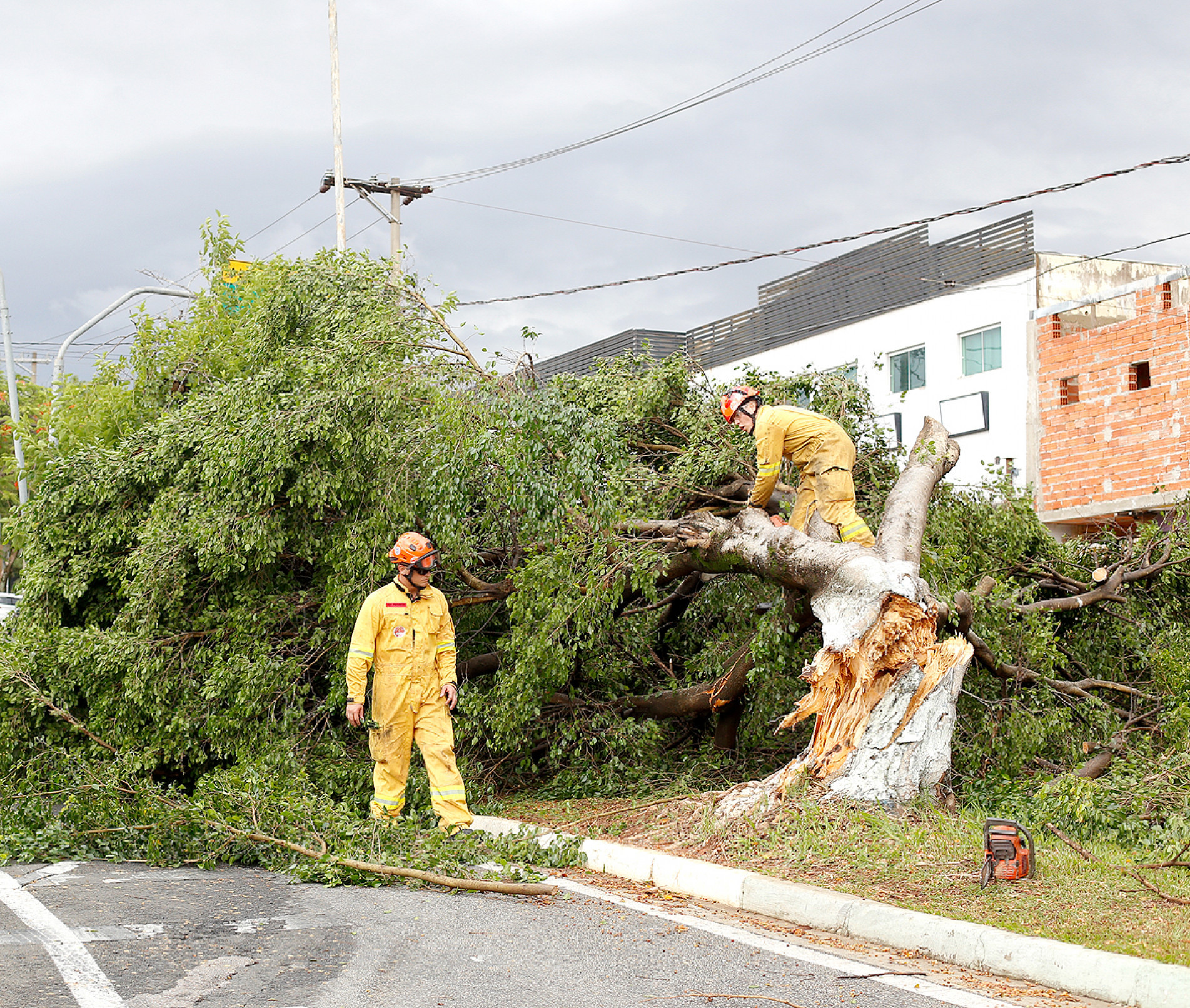 Temporal de segunda-feira causou estragos na vegetação e deu trabalho aos bombeiros
