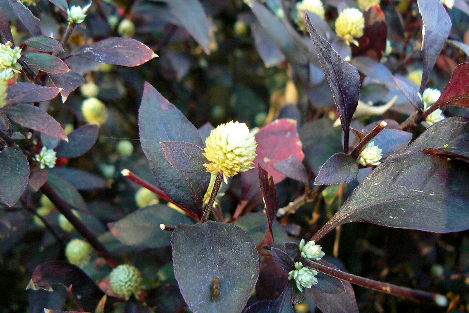 Detalhe das flores brancas em formato de pompom
