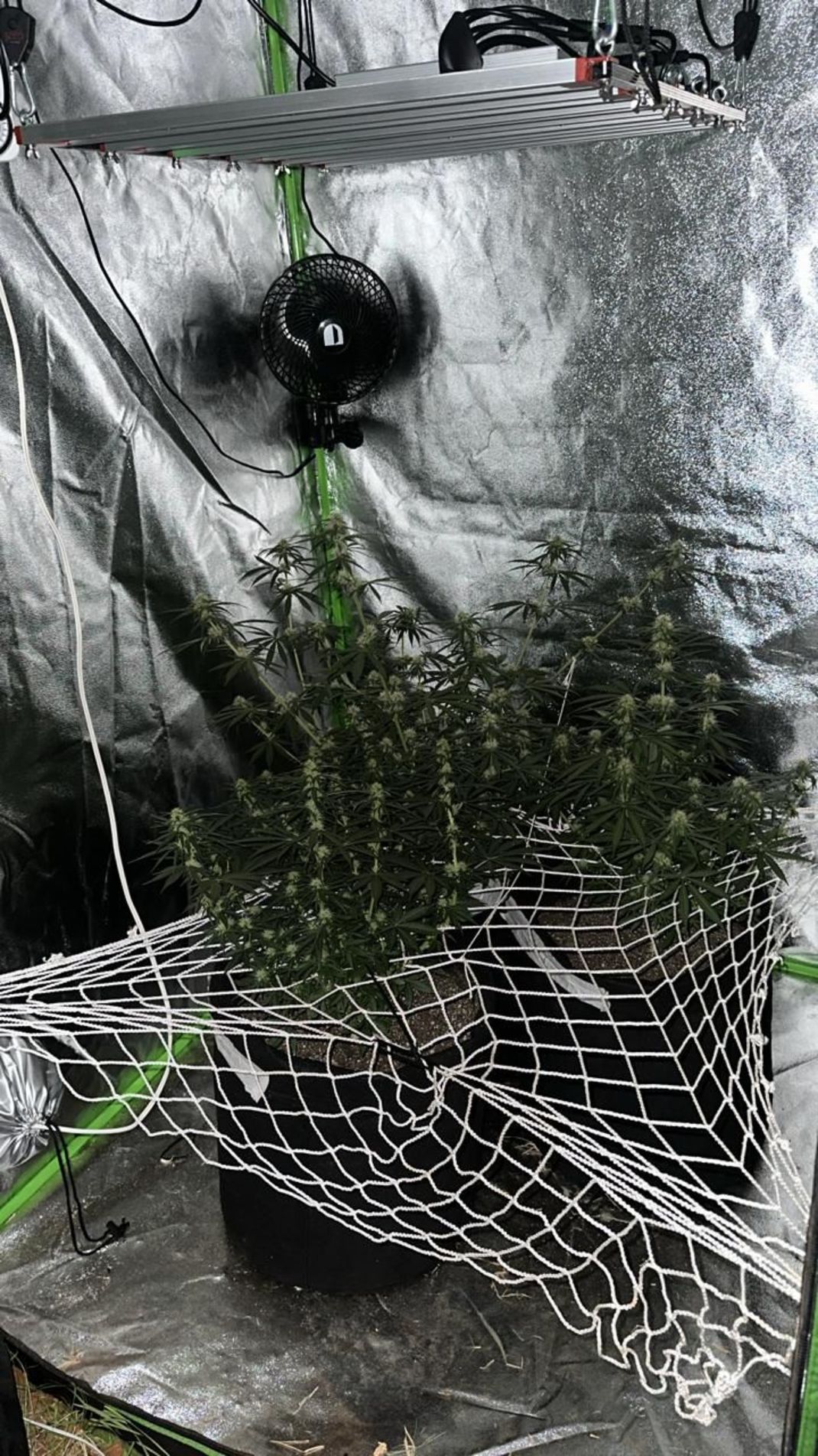 o proprietário da residência admitiu manter uma plantação de maconha no imóvel