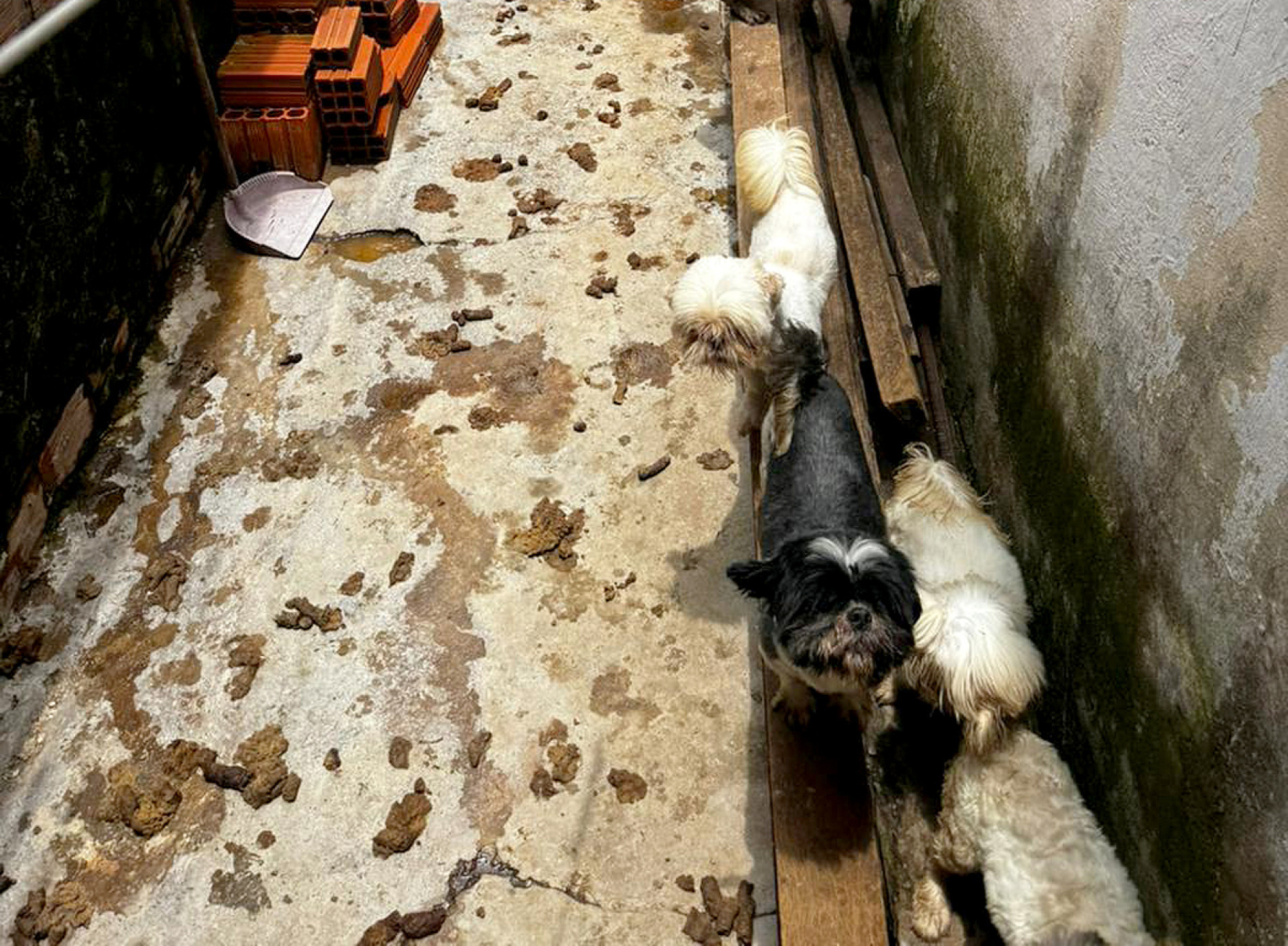 Agentes realizaram o resgate dos animais: havia muitos filhotes
