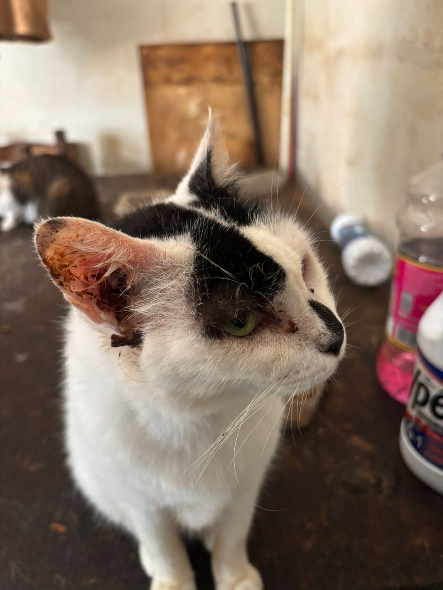 Um dos felinos foi diagnosticado com uma doença grave e contagiosa, o que exigiu isolamento imediato por representar risco à saúde pública