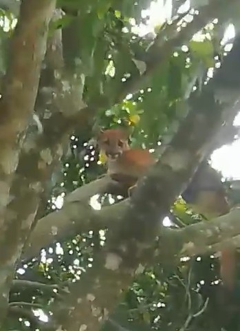 A ação foi concluída sem registro de intercorrências