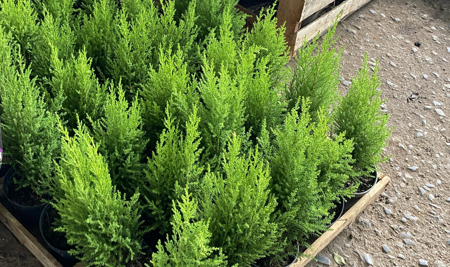 Pinheiros e Flores vermelhas registraram redu&ccedil;&atilde;o na procura nas semanas que antecedem as festas de fim de ano