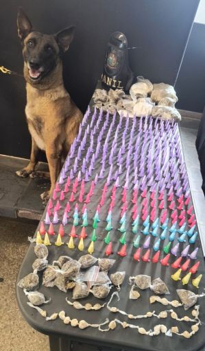 Apoio do cão farejador foi essencial para a localização dos entorpecentes