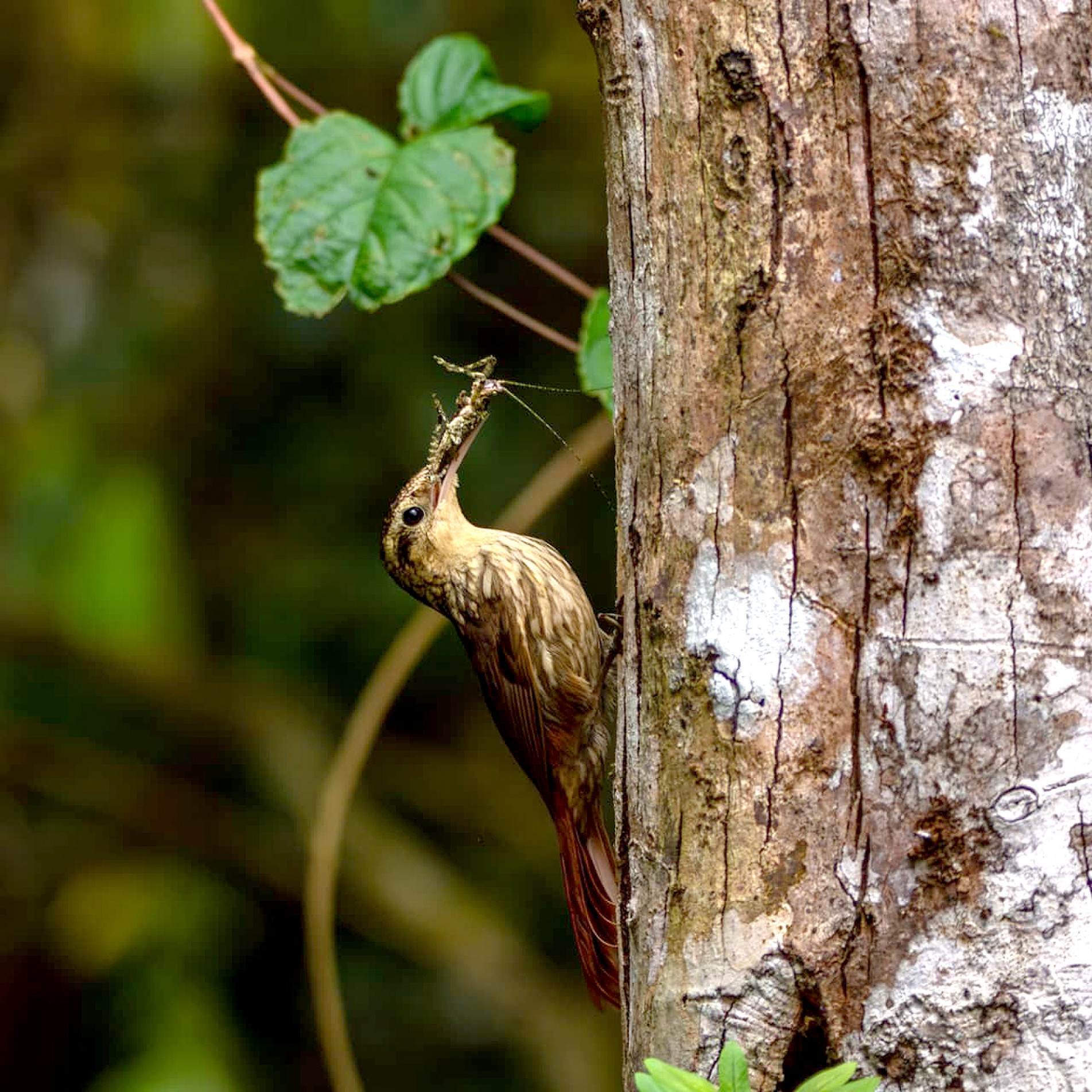 O arapaçu-rajado
usa seu bico longo e
curvado para procurar
insetos entre a casca
das árvores

