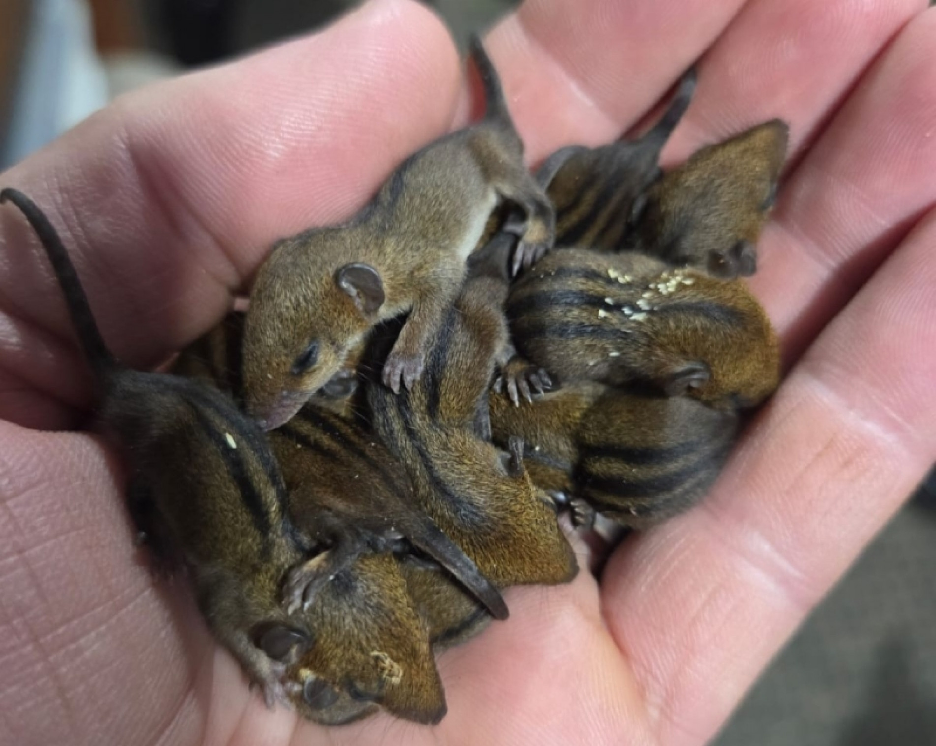 Onze filhotes de cuíca-de-três-listras