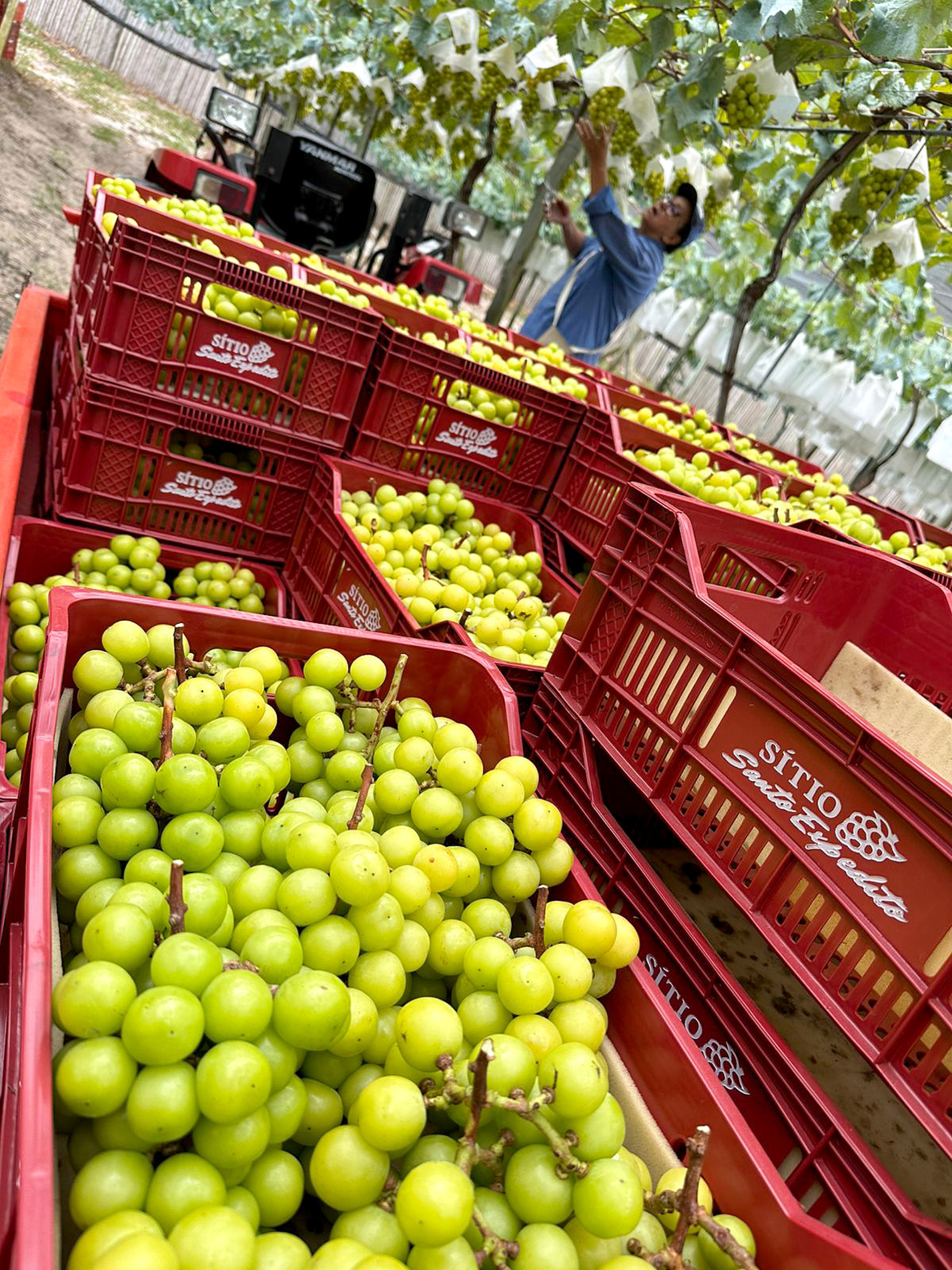 Colheita da fruta gera empregos no campo e ajuda a movimentar a economia local 
