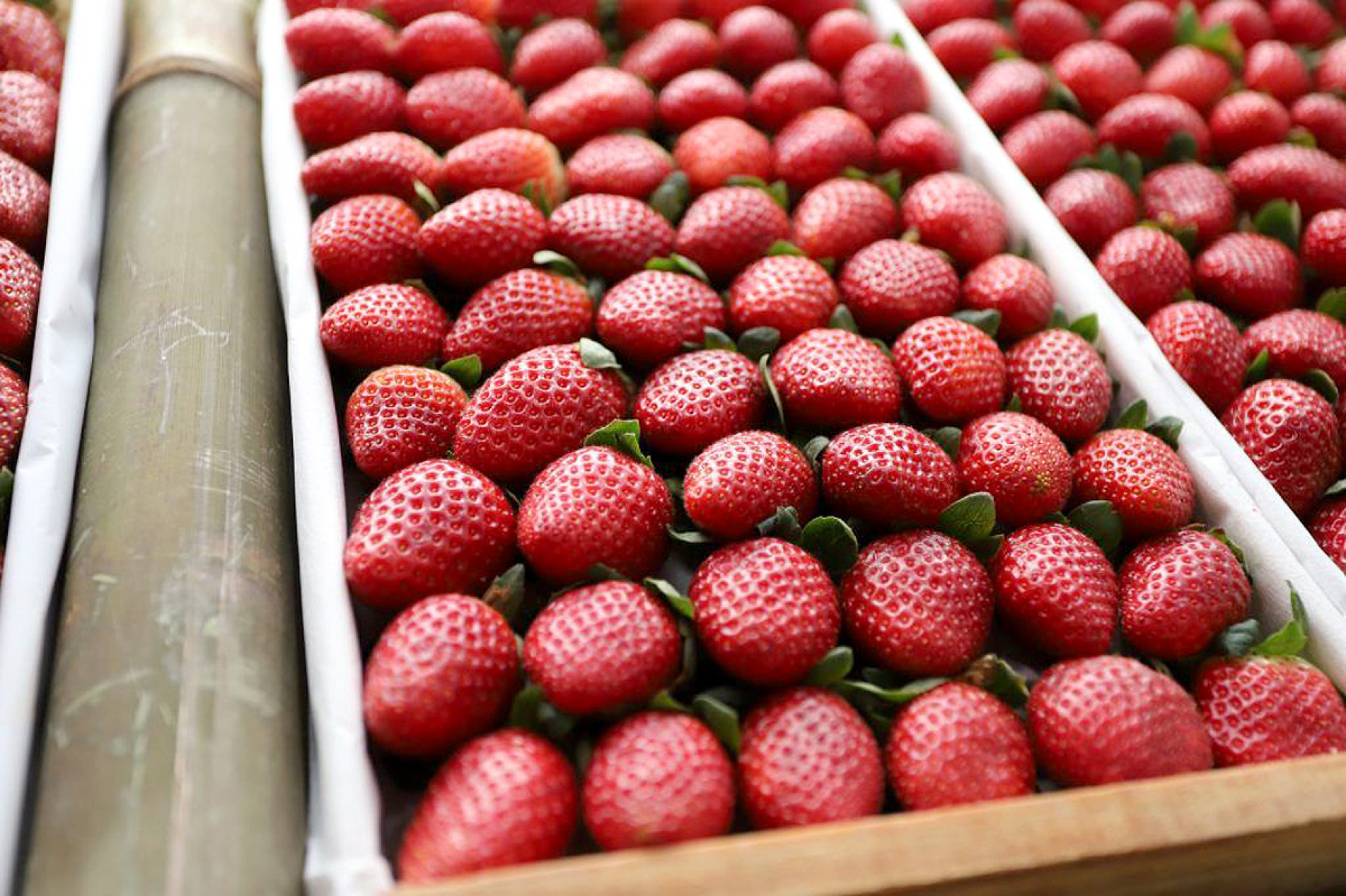 Principais municípios produtores em SP são Atibaia, Holambra, Jarinu, Ibiúna e Piedade
