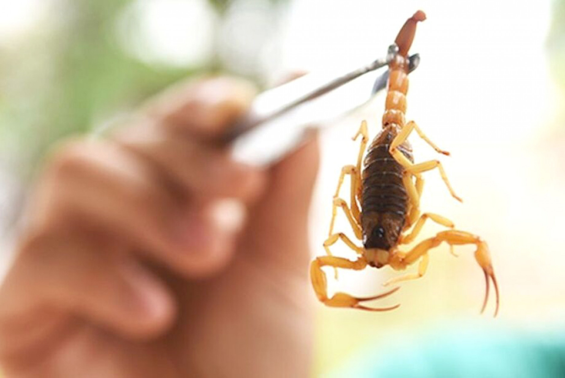 Cidade soma 519 ocorrências neste ano, informa a Prefeitura de Sorocaba
