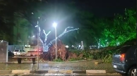 Árvore caída na Praça da Santa, no bairro Jardim da Santa
