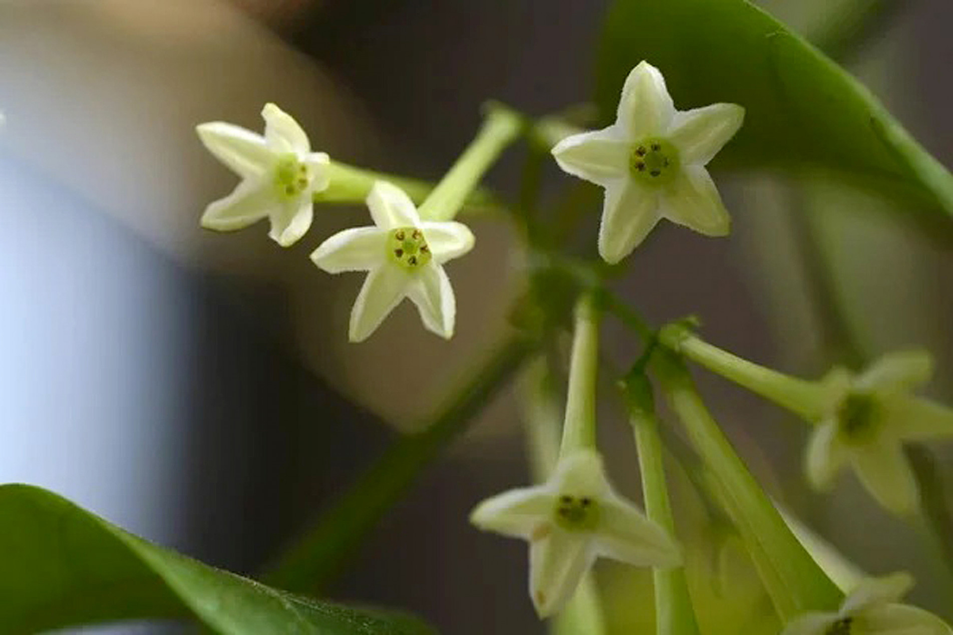 Enquanto a cidade dorme, a flor desperta e se abre na escuridão
