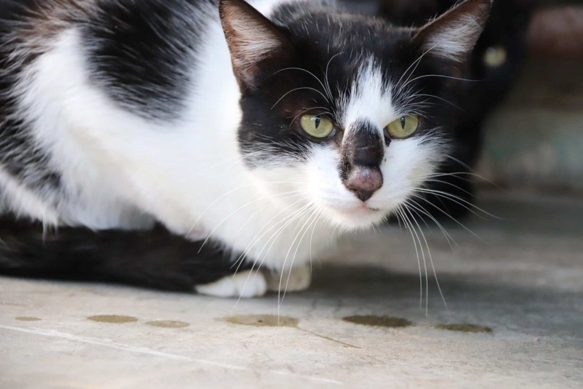 Nos gatos, a esporotricose se manifesta inicialmente por feridas ou nódulos na pele
