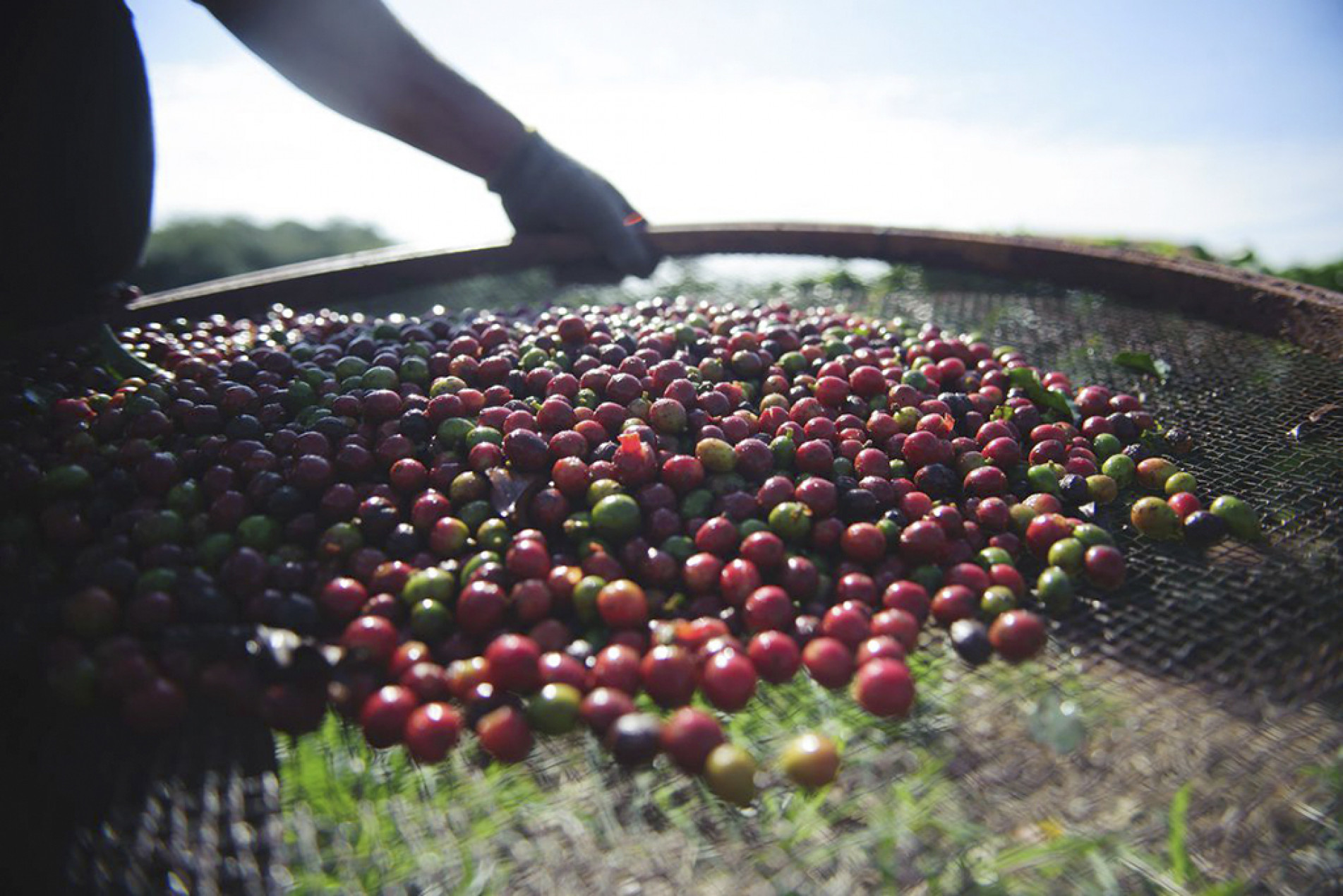 Produção brasileira é prevista em 56,6 milhões de sacas