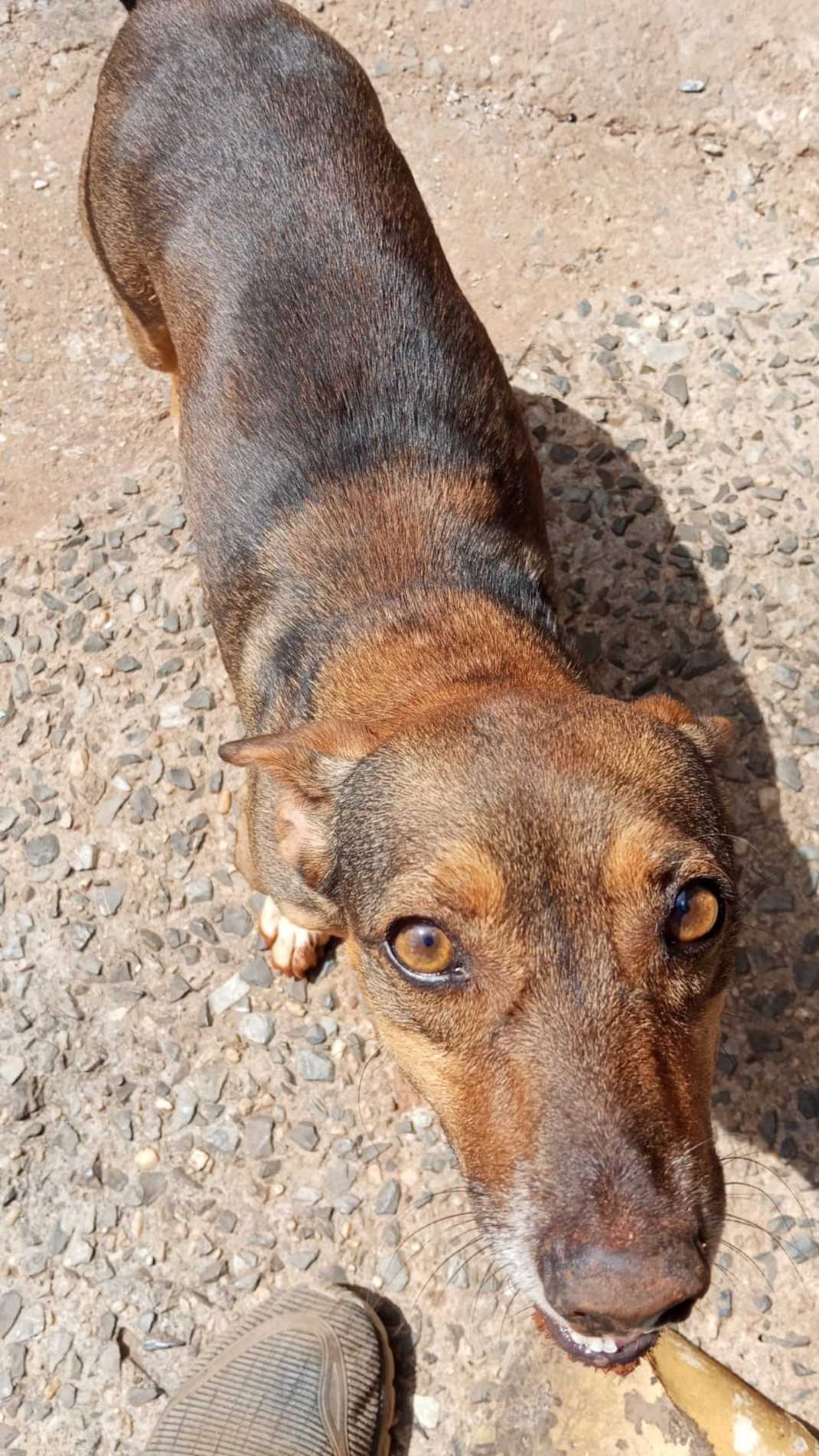 Após dois dias de denúncias recorrentes a polícia localizou seis animais em situação extrema de maus-tratos em Itapetininga