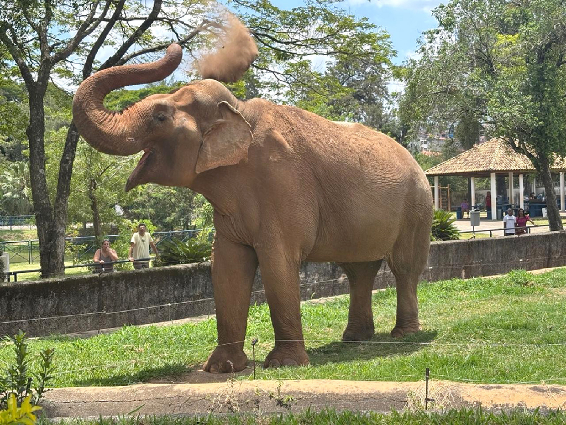 Elefante Sandro, em Sorocaba, permanece no zoológico enquanto o caso é analisado pela Justiça
