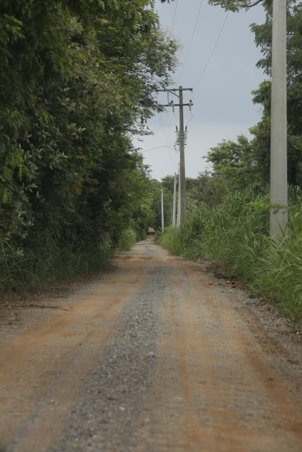&Aacute;rea de mata no bairro Campininha