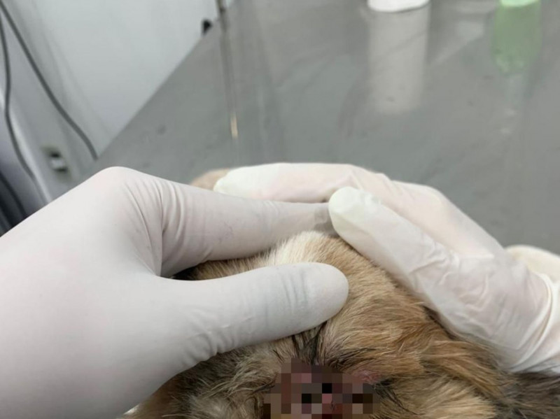 Mulher é presa em flagrante por maus - tratos a cachorro em Sorocaba