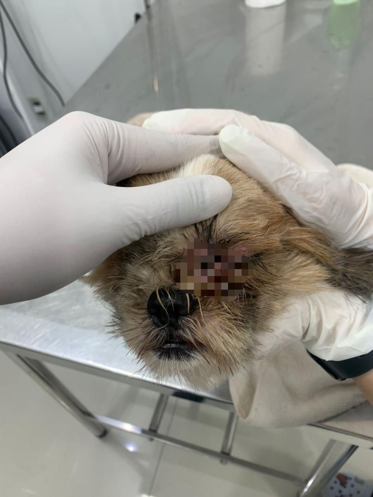  A delegada responsável autuou a mulher em flagrante por crime ambiental