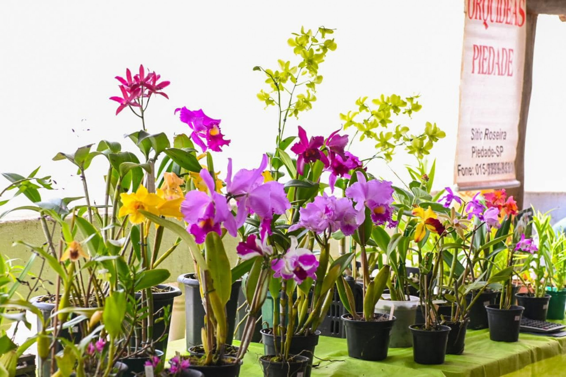 Evento reúne venda de plantas, curso básico e arrecadação solidária
