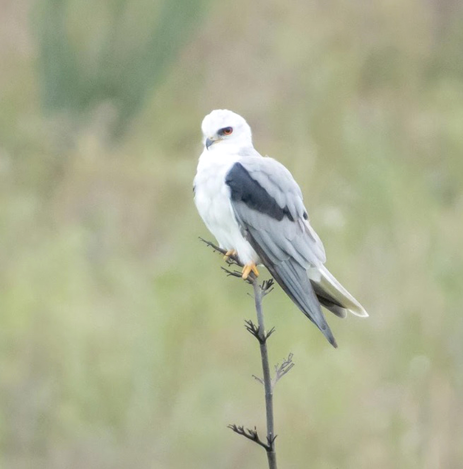 Gavião-peneira, ave da nossa fauna, famosa por 