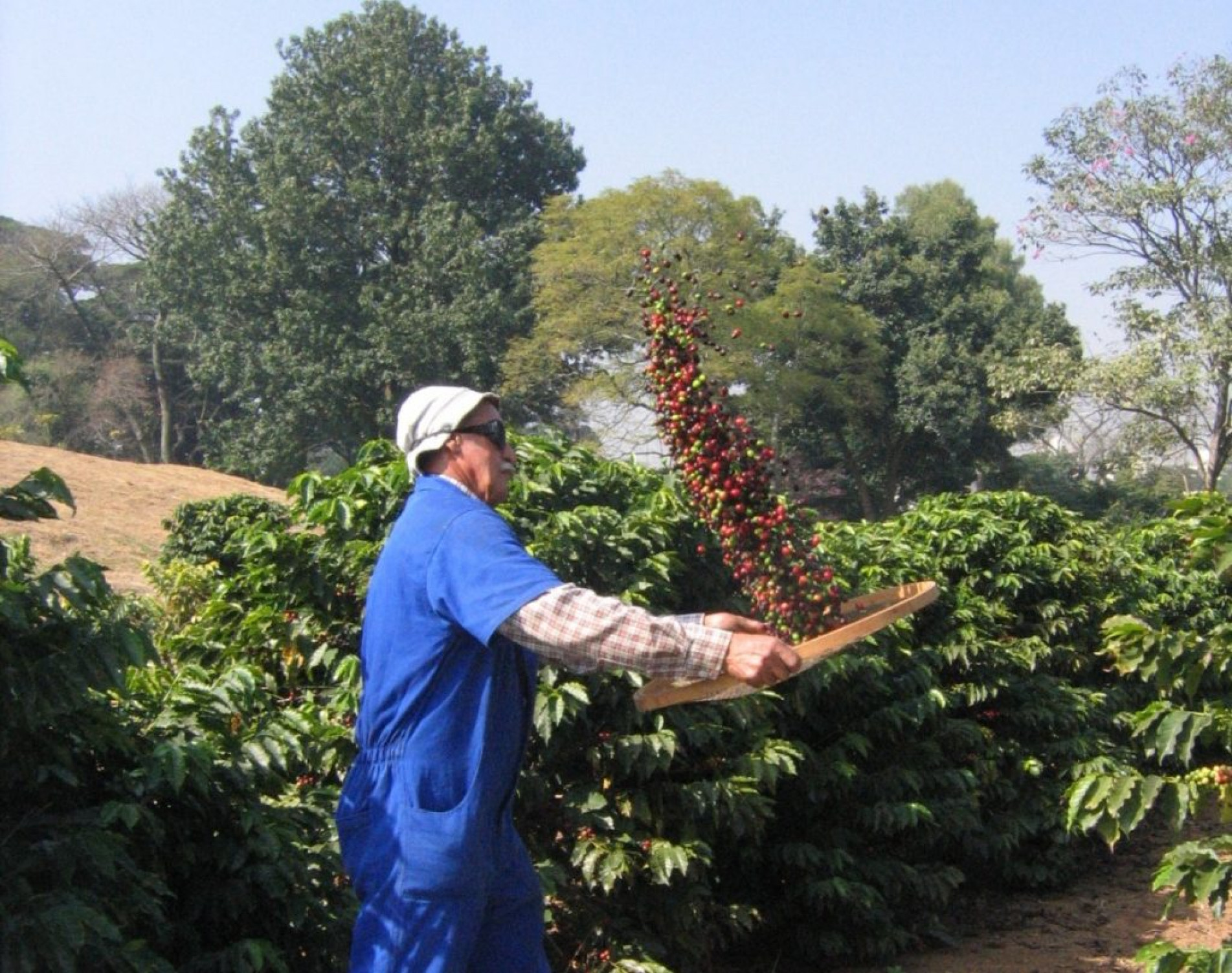 Café se beneficiou de um cenário internacional favorável, com restrições de oferta em outros países produtores e maior valorização do produto brasileiro