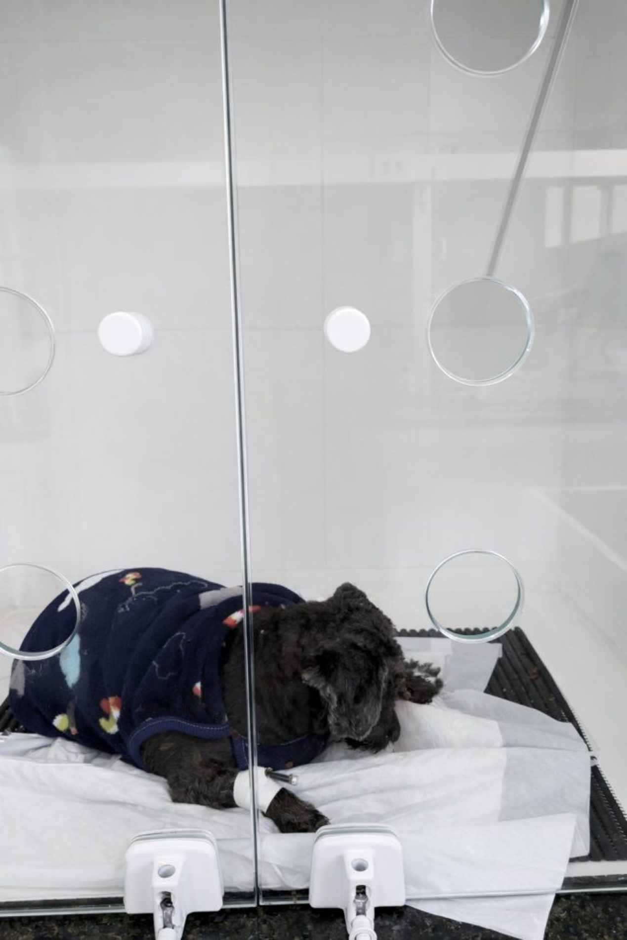  O cão apresentava sangramento na boca, miíase (bicheira) na região do palato, além de dentes caindo e necrose no local