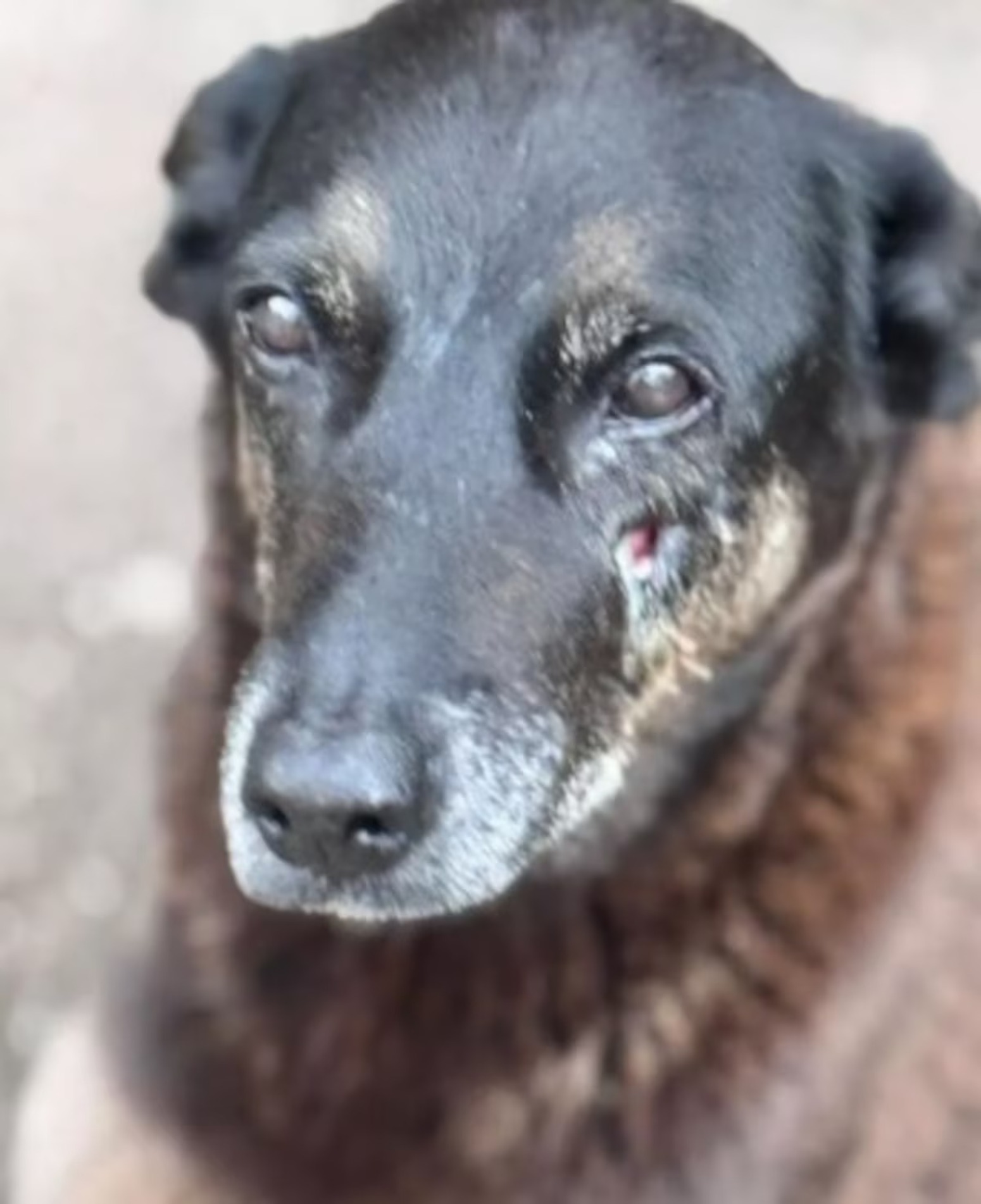 Cachorro foi torturado e morto por quatro adolescentes na Praia Brava, em Florianópolis