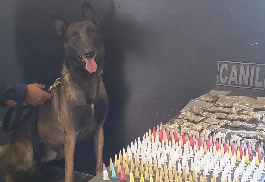 Os guardas iniciaram uma varredura com o apoio de um cão farejador, que localizou uma sacola abandonada contendo grande quantidade de drogas.