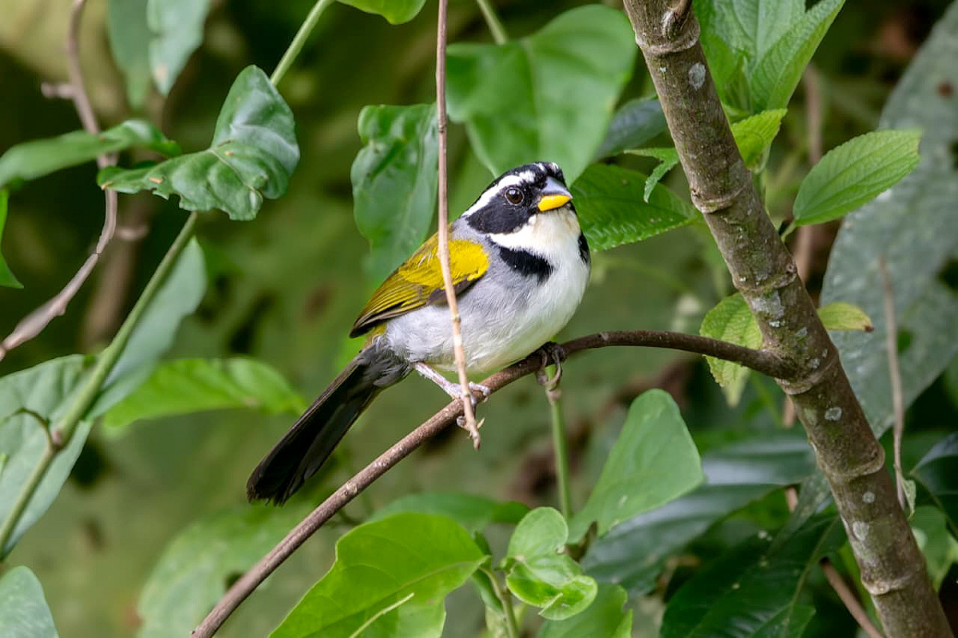 Passarinho que vive no chão da mata, procura alimento entre 
as folhas secas e ajuda a manter a natureza em equilíbrio