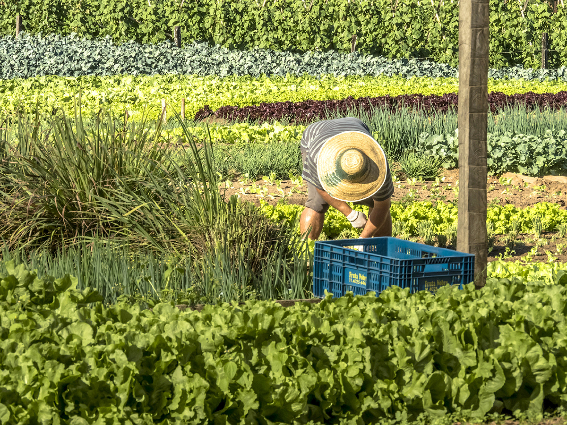 Produtores apontam avanços e limitações no 
acesso a programas e infraestrutura