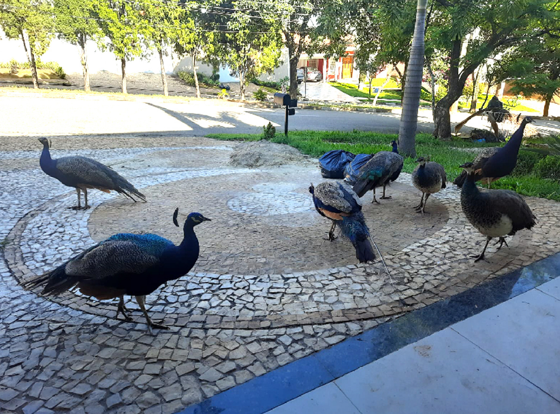 Pavões estão invadindo residências em busca de comida, causando danos em objetos, móveis e carros