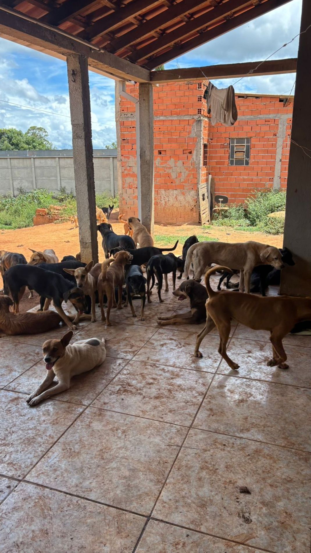 O casal foi autuado e preso em flagrante pelo crime de maus-tratos aos animais, permanecendo à disposição da Justiça