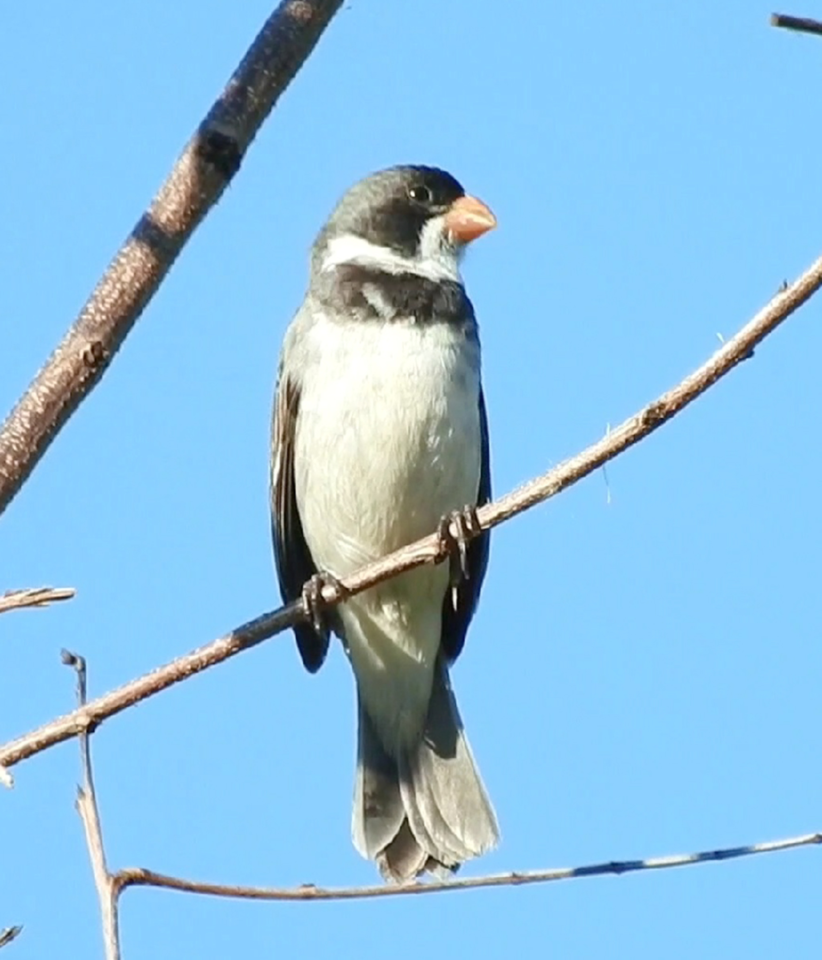 O golinho adora cantar! Seu canto &eacute; fino, r&aacute;pido e cheio de varia&ccedil;&otilde;es &mdash; e ele ainda imita outros sons
