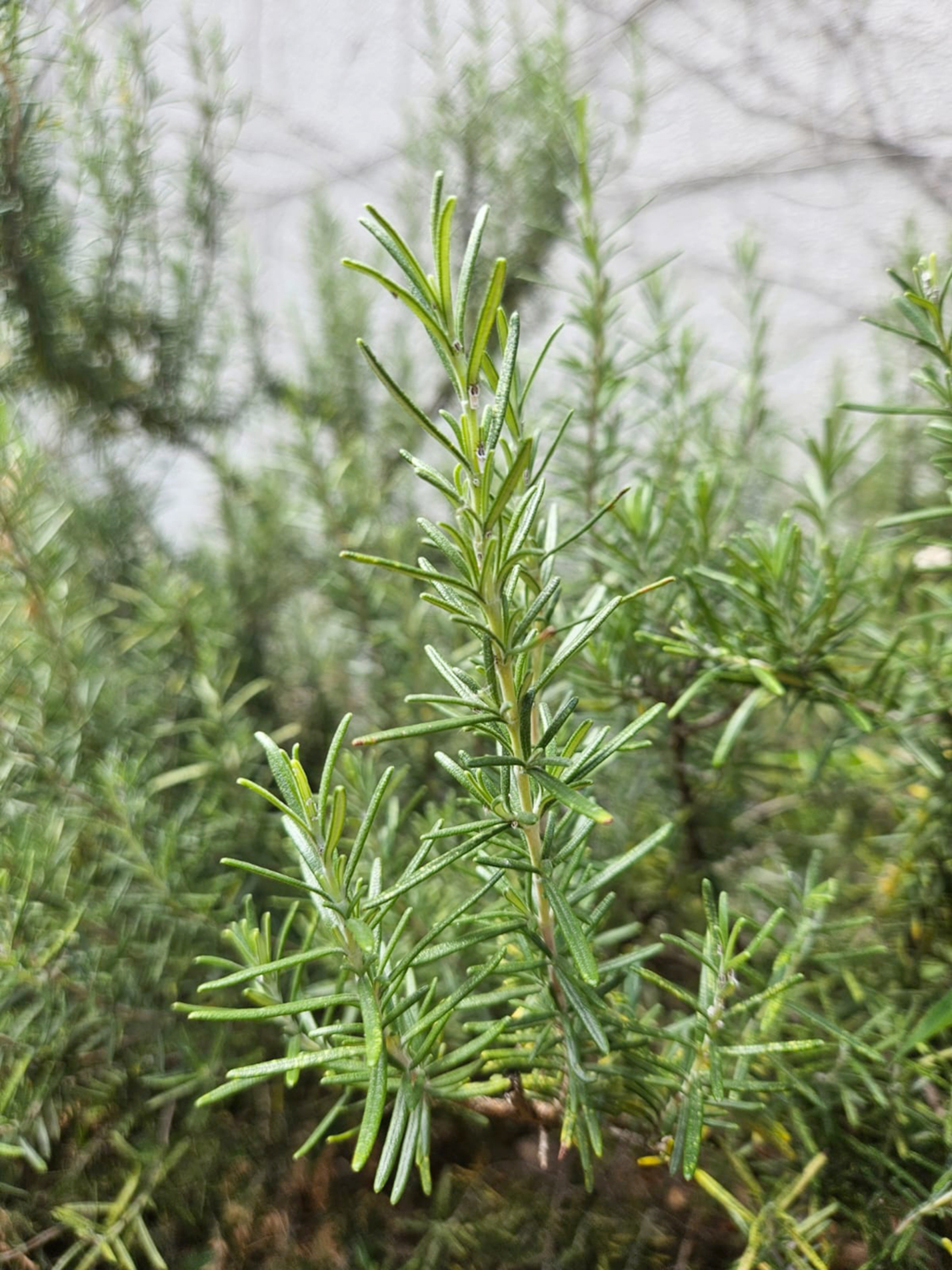 O alecrim é uma planta muito conhecida por seu perfume intenso, seu sabor característico e por seus usos tradicionais
