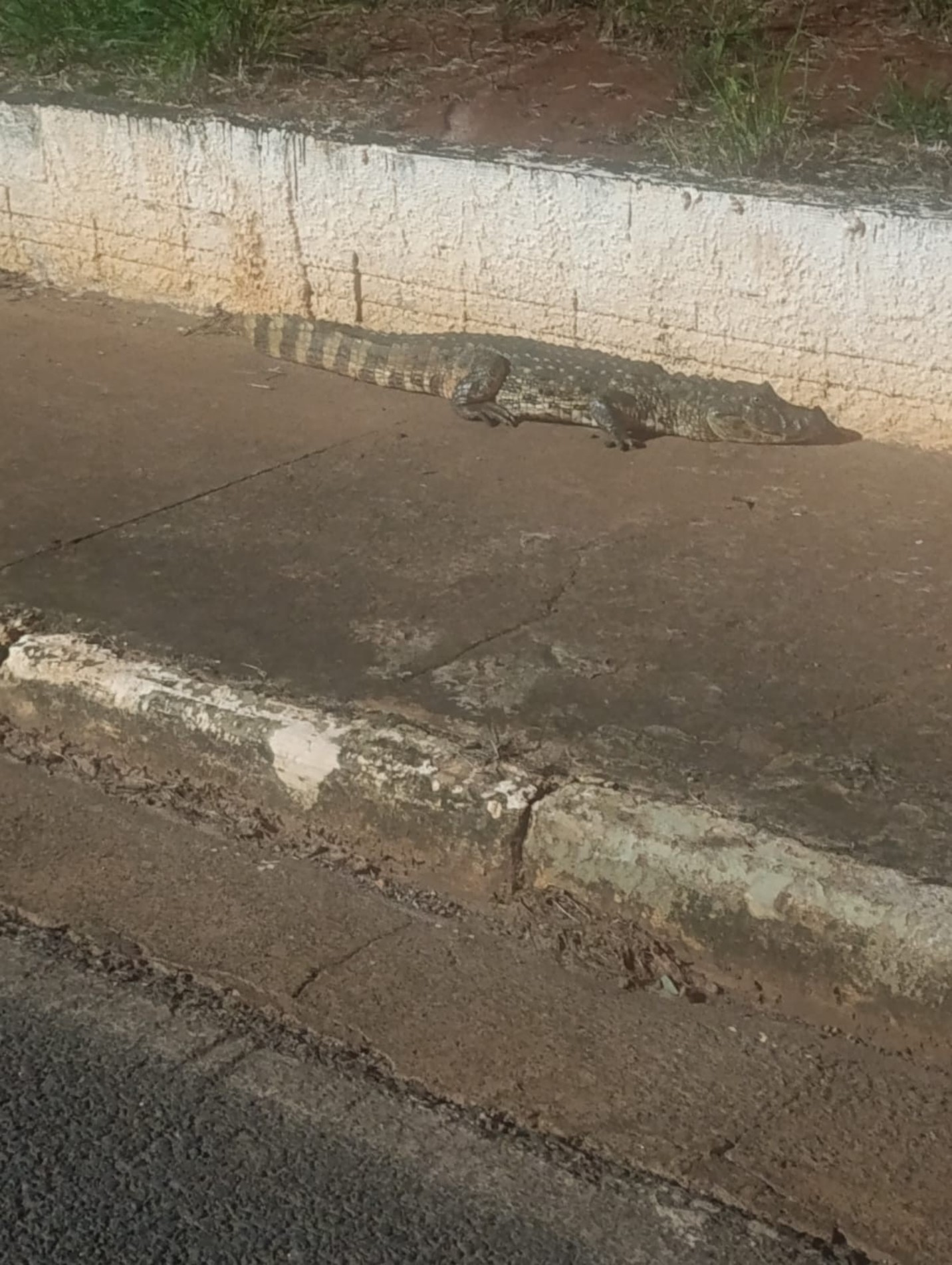 Jacaré foi resgatado na avenida 3 de Maio, por volta das 20h30