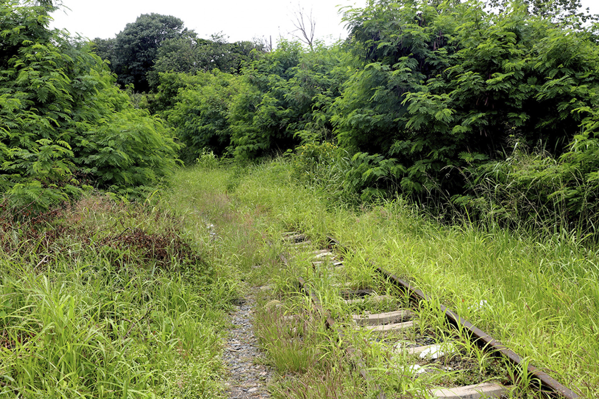 Mato alto favorece aparecimento de animais peçonhentos, incêndios e aumenta a sensação de insegurança na zona oeste
