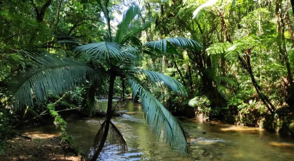 Parque Estadual Carlos Botelho, em São Miguel Arcanjo, oferece trilhas, cachoeiras e atividades monitoradas
