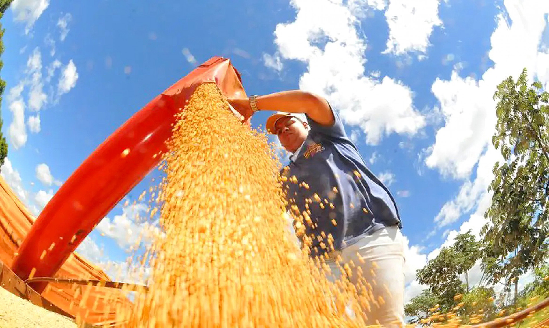 De acordo com a Conab, a área plantada deve chegar a 83,3 milhões de hectares
