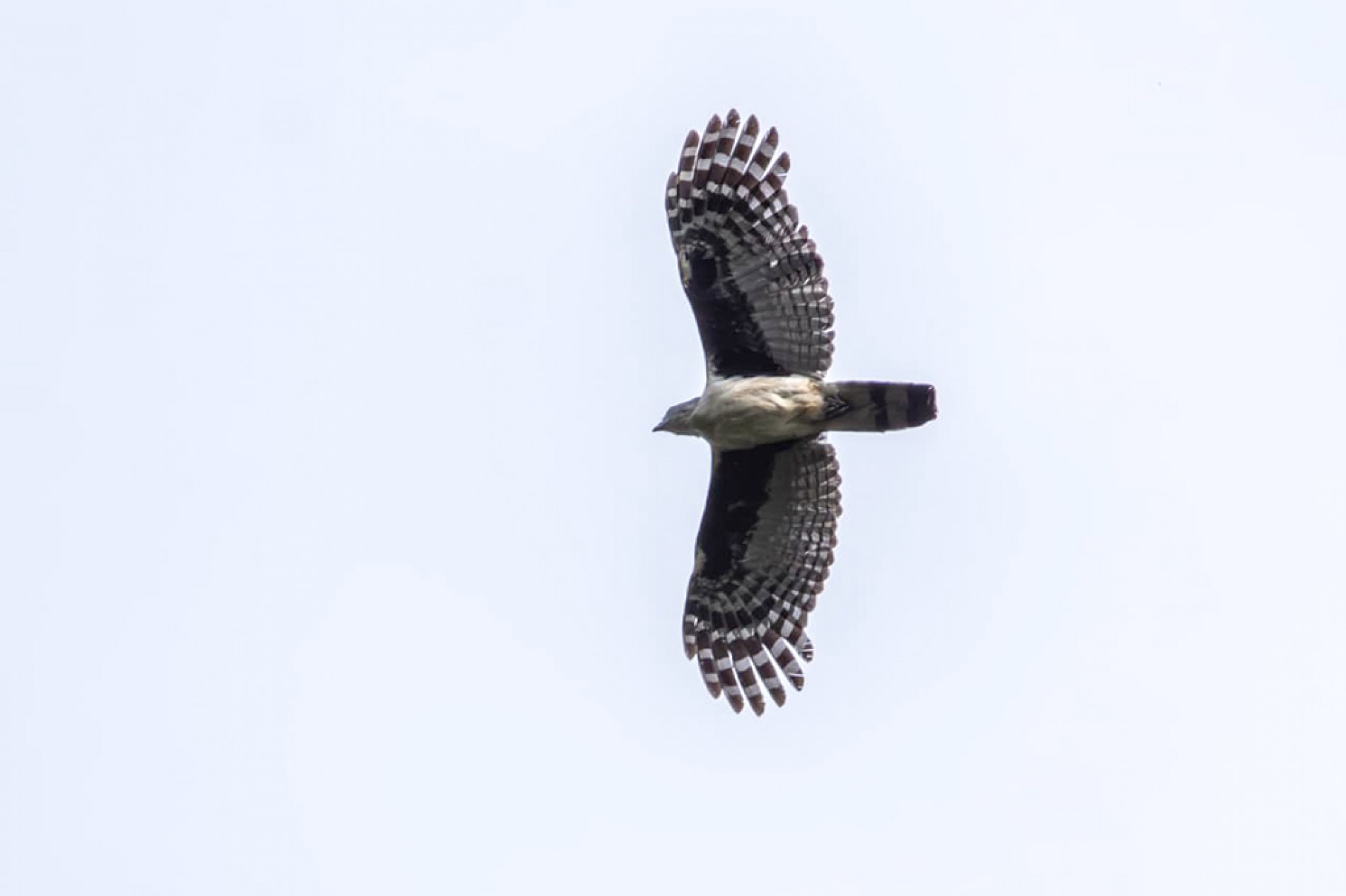 Apesar do nome curioso, o gavião-gato é uma ave de rapina que vive no alto das árvores e passa quase despercebida
