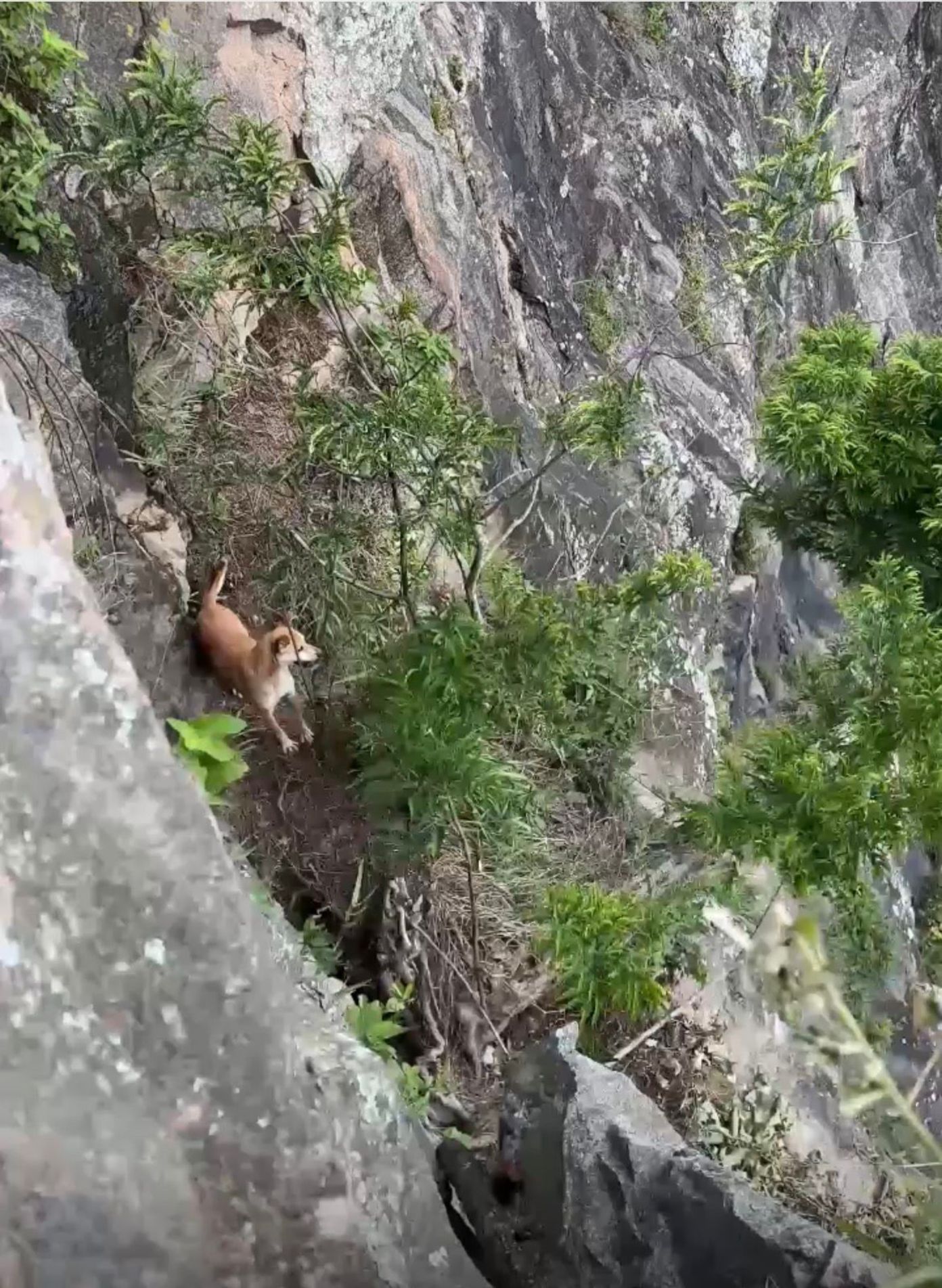 Animal estava a aproximadamente 15 metros abaixo do ponto de acesso seguro