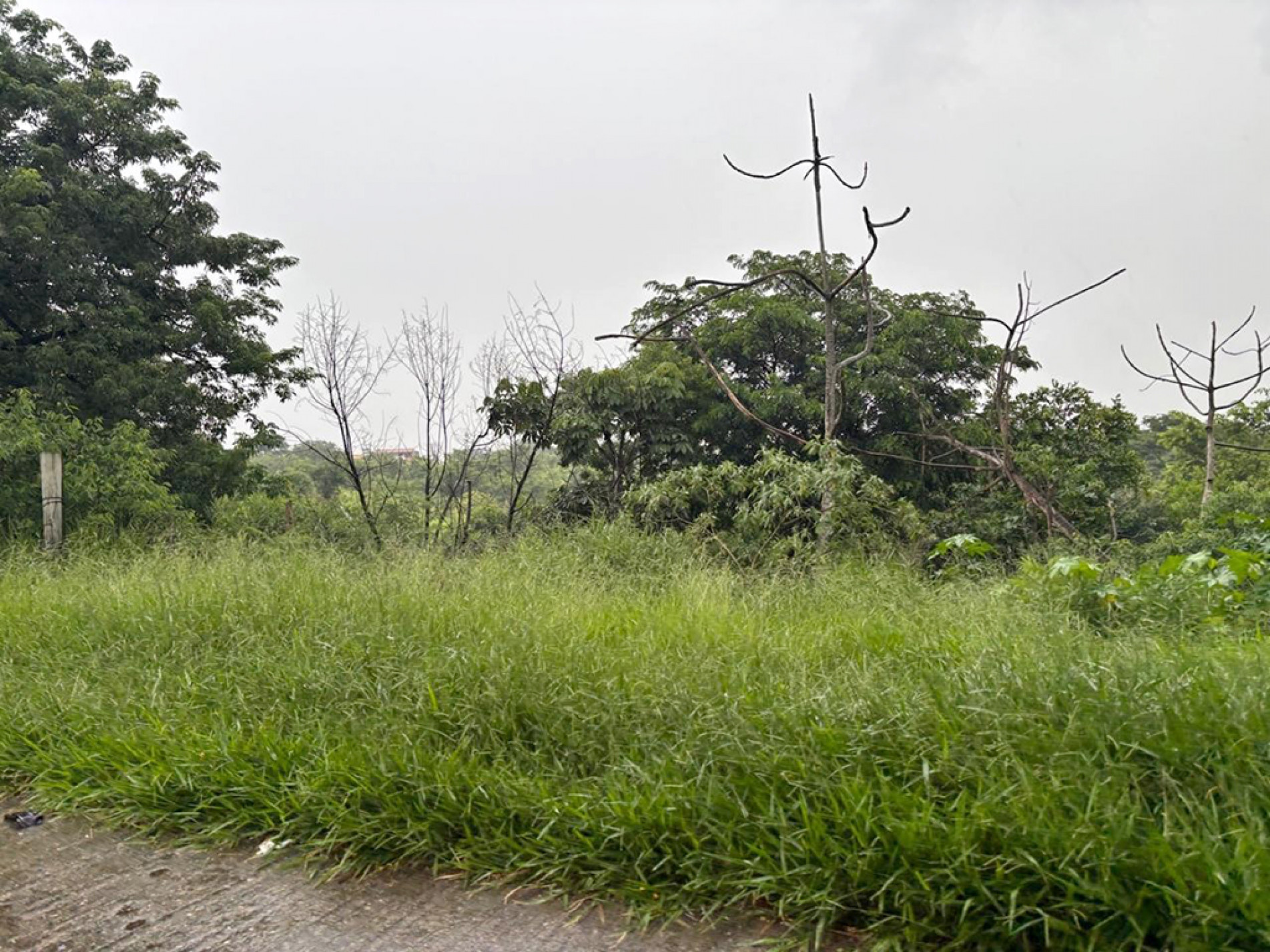 Moradores relatam escorpiões em casas próximas a áreas com mato alto 
