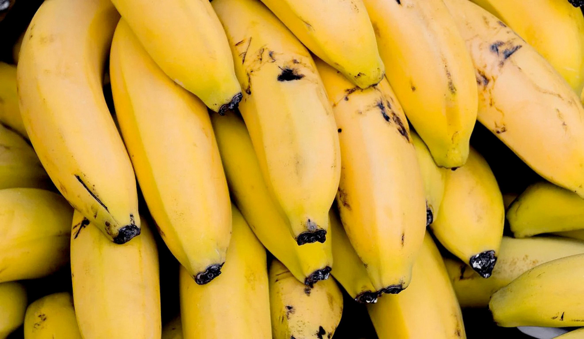 Preços de referência chamam atenção: banana nanica, com previsão de aquisição de 125 mil quilos, tem preço estimado de R$ 9,62 o quilo
