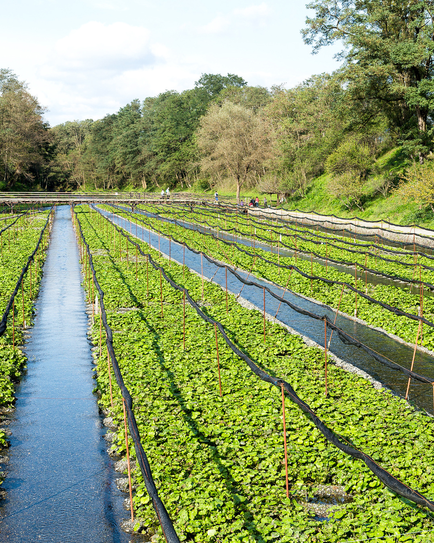 Plantação é a primeira da América do Sul e exige água fria e limpa para o cultivo do vegetal, que leva até dois anos para ser colhido
